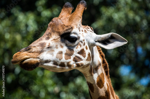 Close up portrait of a giraffe.