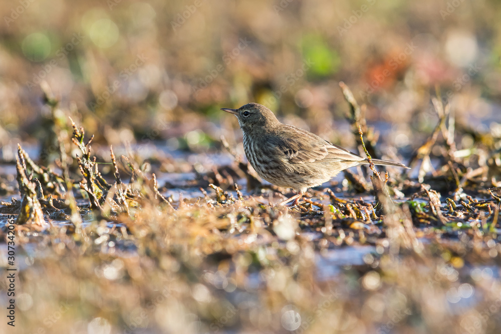 Meadow Pipit in habitat. His Latin name is Anthus pratensis. Meadow Pipit in habitat. His Latin name is Anthus pratensis.