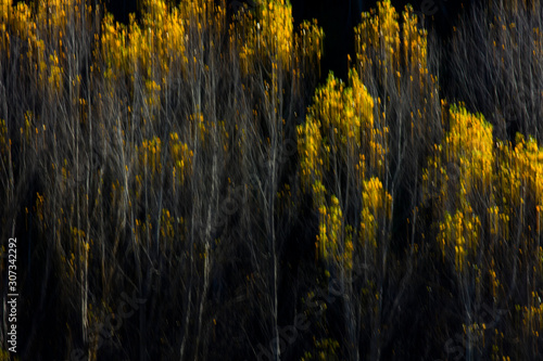 Populus in autumn, Frias village, Las Merindades, Burgos, Castilla y Leon, Spain, Europe