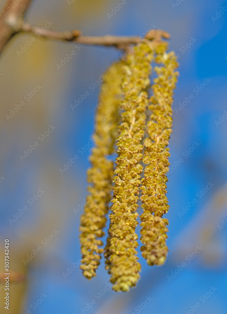 Männliche Blüten der Gemeinen Hasel, Corylus avellana Männliche Blüten der Gemeinen Hasel, Corylus avellana