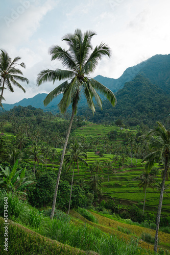 Beautiful view of rice terraces with a palm trees