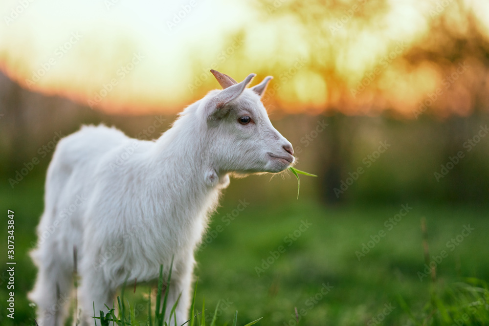 Fototapeta premium goat on a meadow