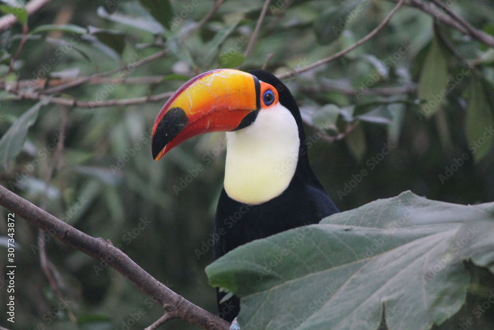 Fototapeta premium South American toucan