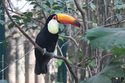  South American toucan
