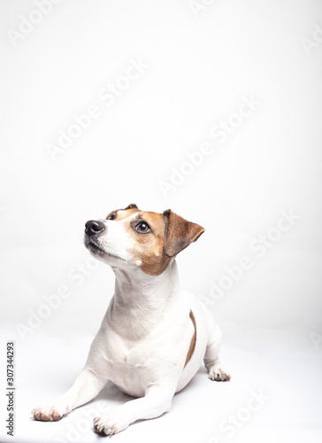 Portrait of dog breed Jack Russell Terrier lying on the floor on white background with copy space. © jcalvera