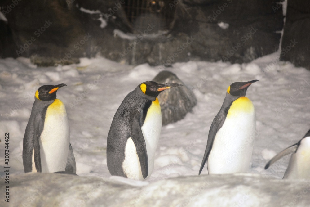 Fototapeta premium three penguins in a row