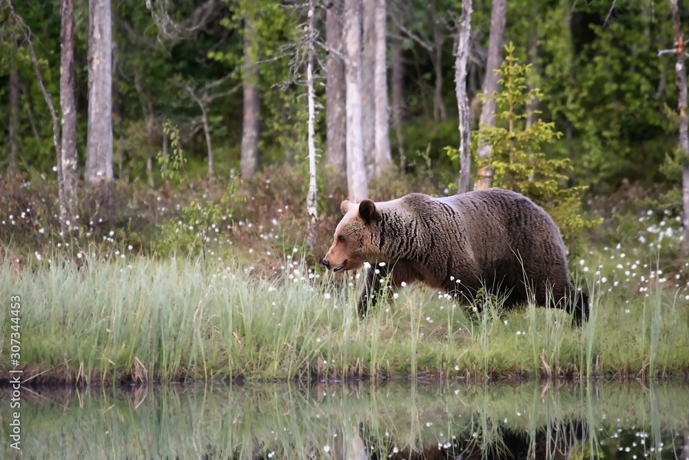 The brown bear (Ursus arctos) female walking in the green grass around the lake with water mirror. The brown bear (Ursus arctos) female walking in the green grass around the lake with water mirror.