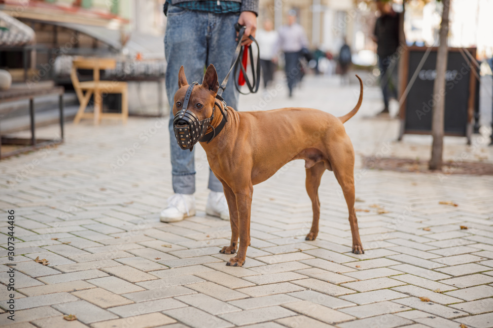 Medium sized dog in the street with his owner stock photo