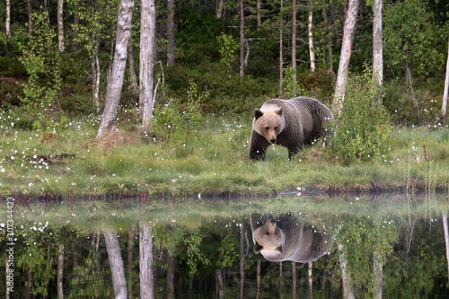 The brown bear (Ursus arctos) female walking in the green grass around the lake with water mirror.