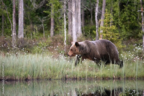 The brown bear (Ursus arctos) female walking in the green grass around the lake with water mirror.