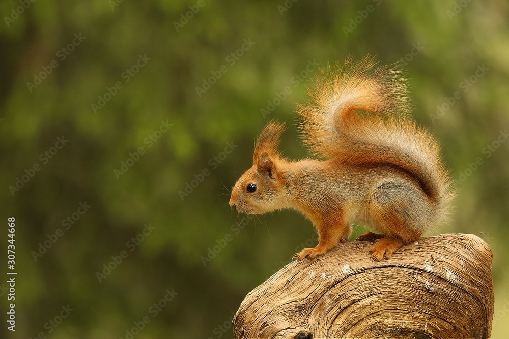 A red squirrel (Sciurus vulgaris) also called Eurasian red sguirrel sitting in a green forest. A red squirrel (Sciurus vulgaris) also called Eurasian red sguirrel sitting in a green forest.