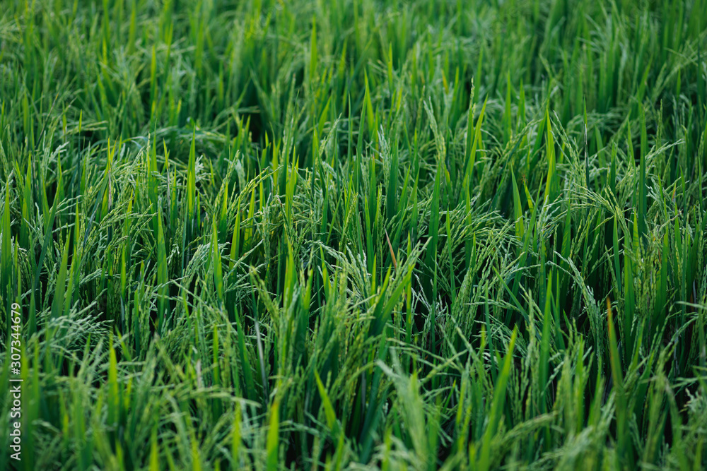Young green rice plants in the field Young green rice plants in the field
