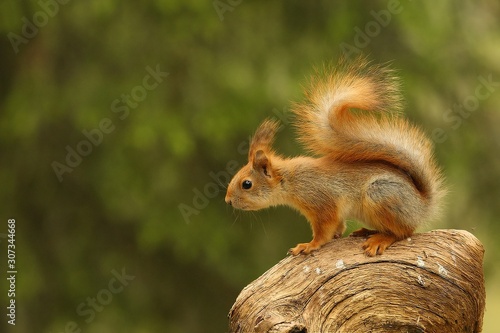 A red squirrel (Sciurus vulgaris) also called Eurasian red sguirrel sitting in  a green forest.