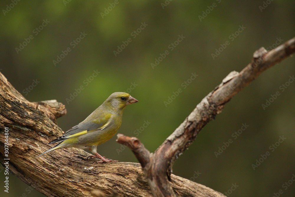 A European greenfinch (Chloris chloris) sitting on the branch in green forest. A European greenfinch (Chloris chloris) sitting on the branch in green forest.