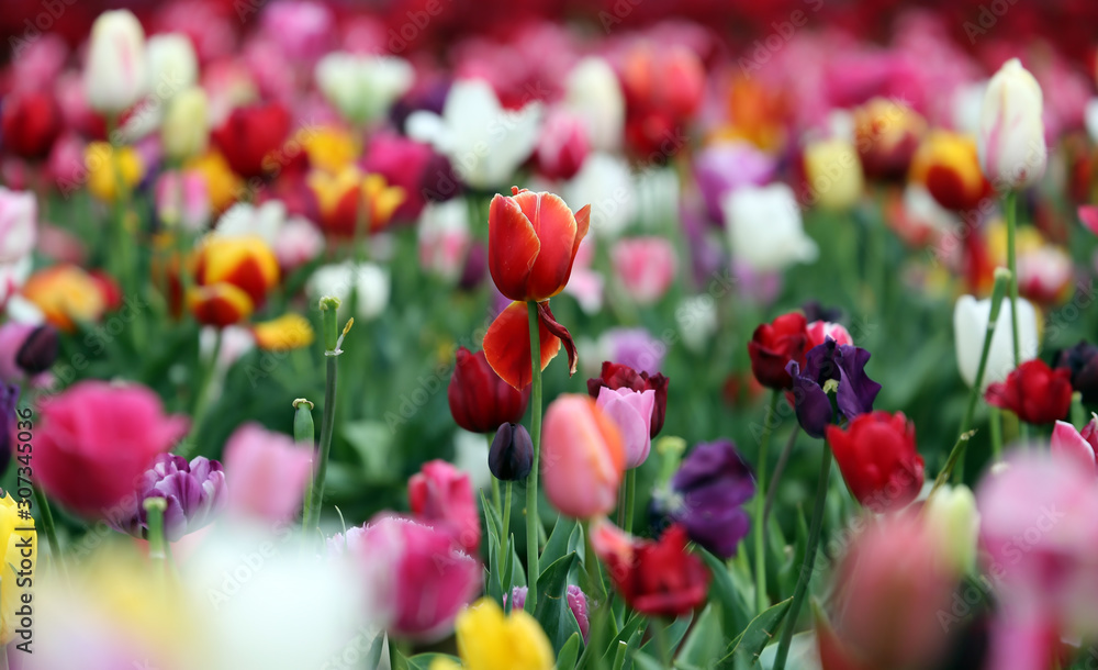 Field of various coloured tulips. Field of various coloured tulips.