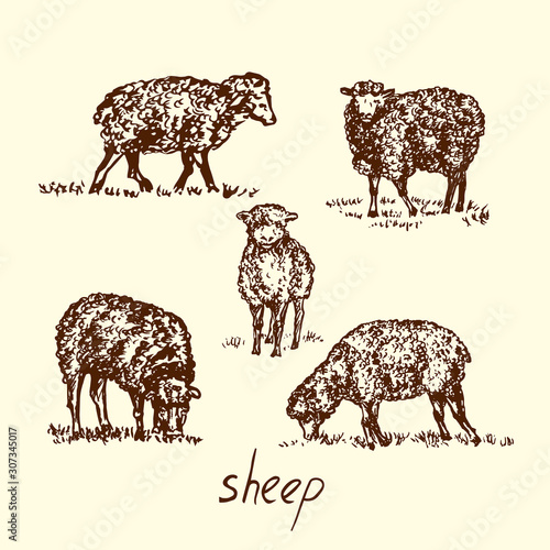 Sheep collection, hand drawn doodle, sketch in gravure style, vector illustration
