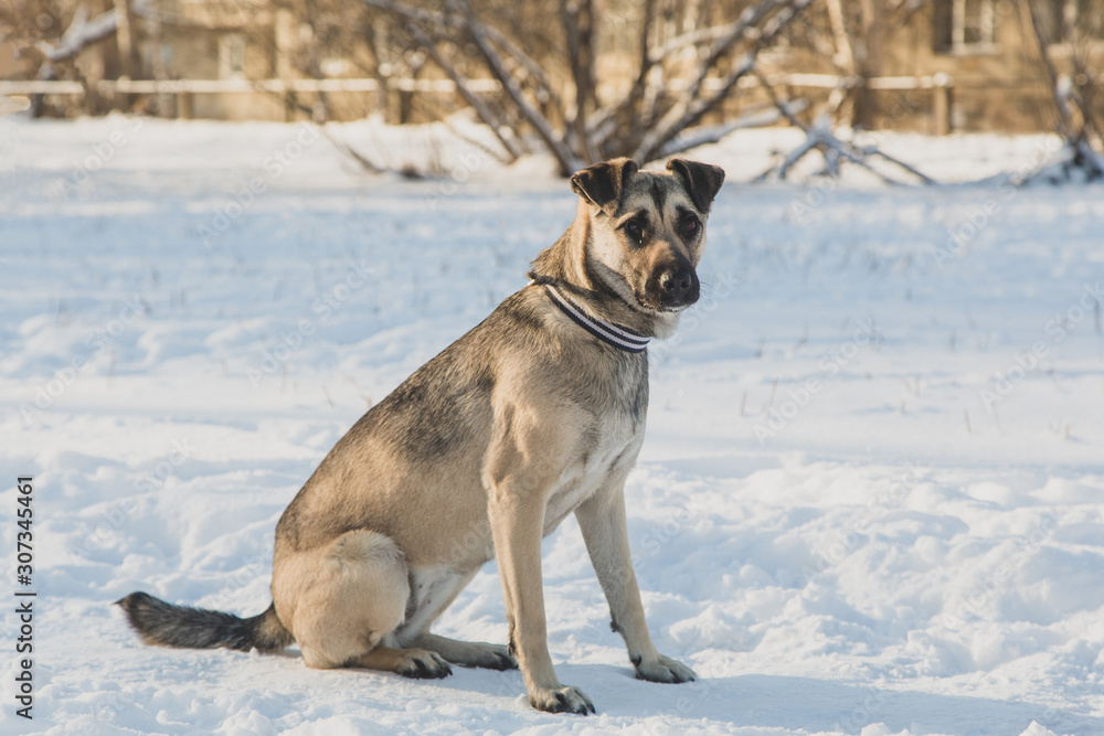 Ordinary dog in the snow Ordinary dog in the snow