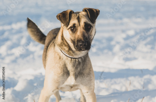 Ordinary dog in the snow © Алексей Кусюмов