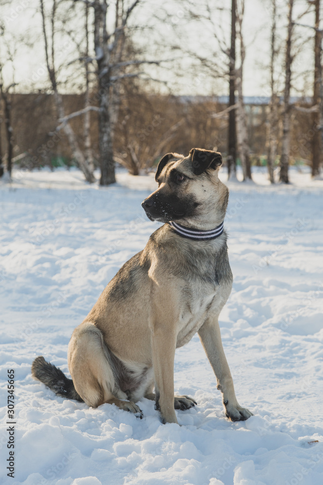 Ordinary dog in the snow Ordinary dog in the snow