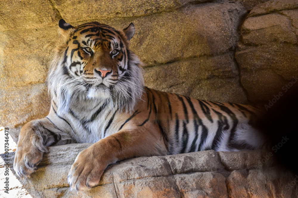 Sumatran Tiger (Panthera tigris sumatrae) Sumatran Tiger (Panthera tigris sumatrae)