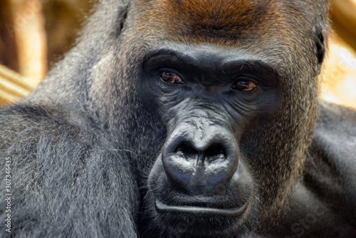 Fototapeta Naklejka Na Ścianę i Meble -  Western Lowland Gorilla (Gorilla gorilla gorilla)