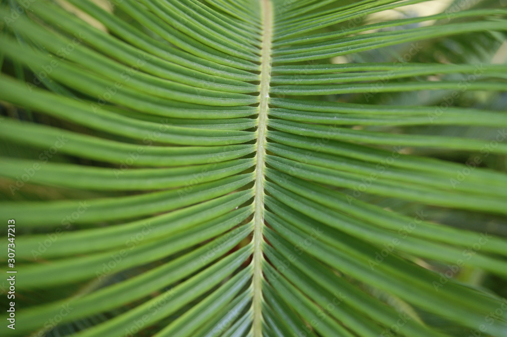 tropical green leaf with small but long icicles like needles. tropical green leaf with small but long icicles like needles.