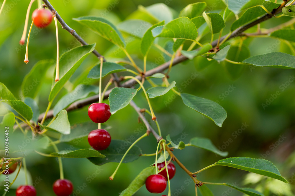 Sour cherry tree Sour cherry tree