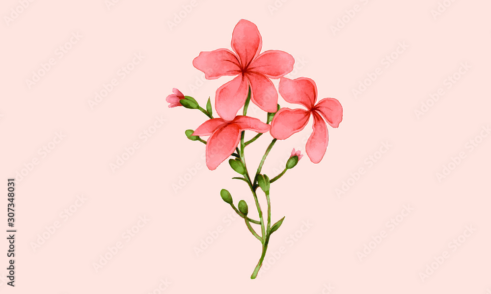 flower isolated on pink background flower isolated on pink background