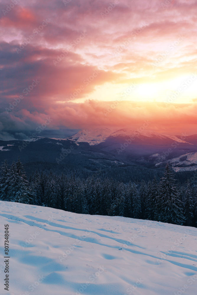 amazing winter snowy vertical image, meadow and spruce forest on background of famous range Chornohora, colorful morning sunlight, winter Carpathian mountains landscape, Kukul range, Ukraine, Europe