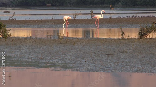 two beautiful flamingos birds with reflections at ras al Khaimah mangrove, flamingos standing in the middle of a lake in a wildlife sanctuary , uae nature wildlife and landmarks 