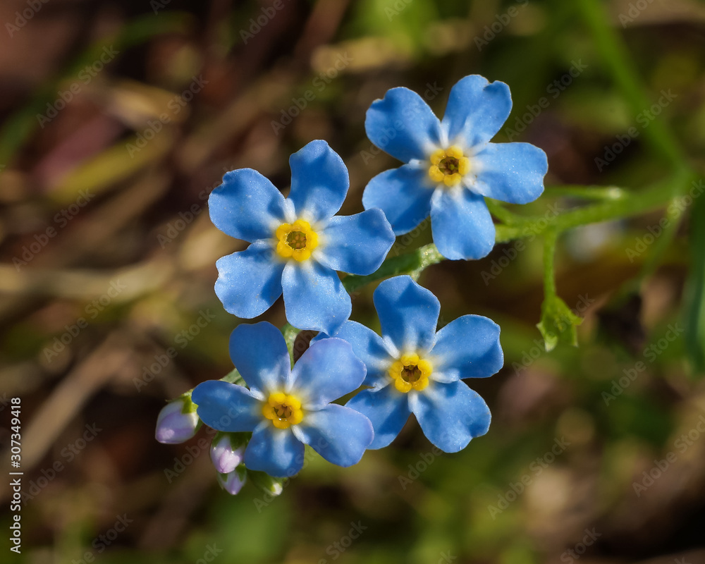 ARABIA エステリ ボタニカ\