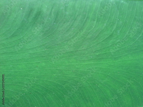 green abstract background