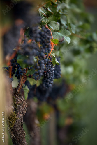 Close up of black grapes in...