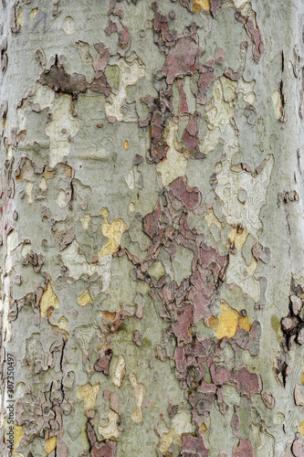 Tree bark structure as background, texture, wallpaper