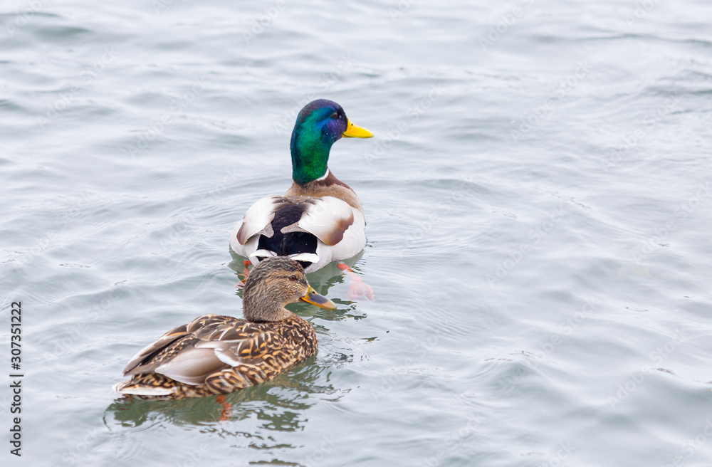 Obraz premium colorful wild ducks