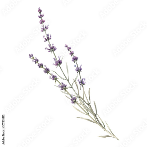 Beautiful watercolor floral bouquet with isolated lavanda flowers. Stock illustration.