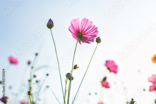 Beautiful cosmos flower in sunlight © yotrakbutda