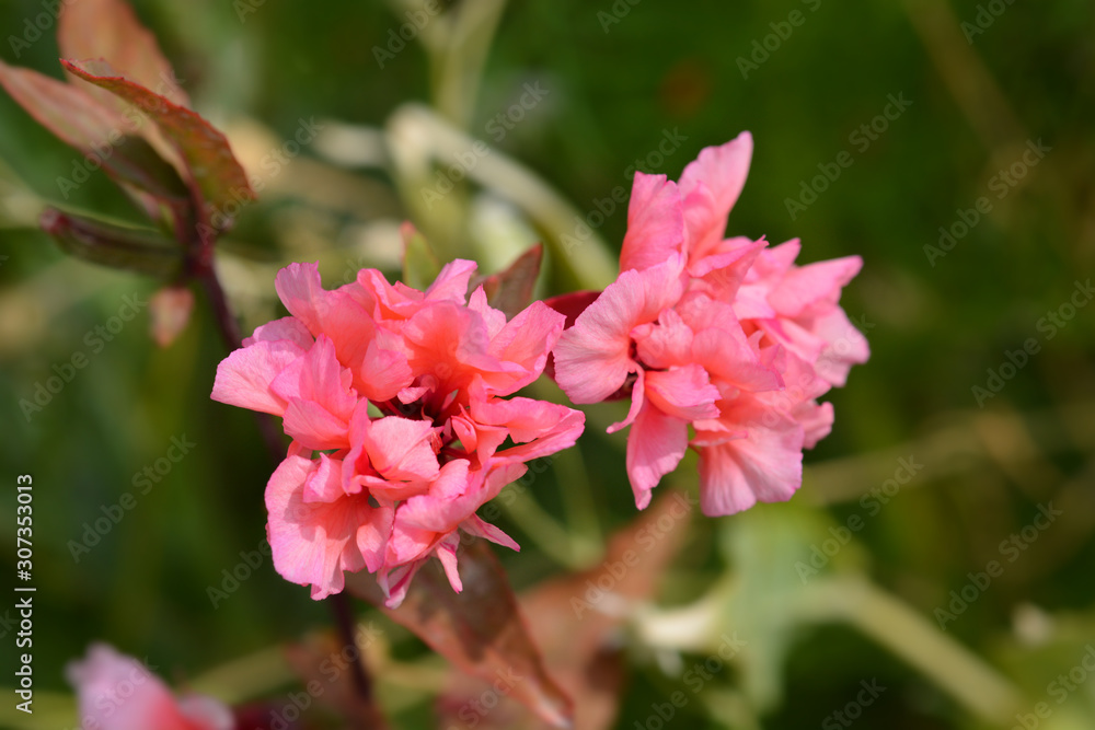 Clarkia Salmon Princess Clarkia Salmon Princess