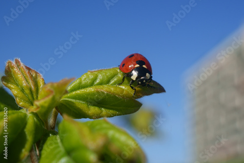 Ladybug on leaf in city