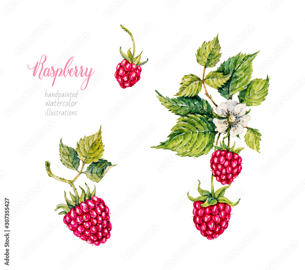 Raspberry. Berries. Watercolor botanical hand drawn illustration. Stock