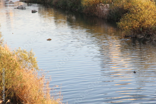 The surface of the river where duck is swimming and the grass on both sides of the river