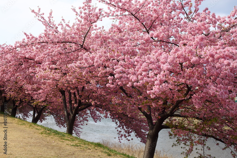 河津桜の並木