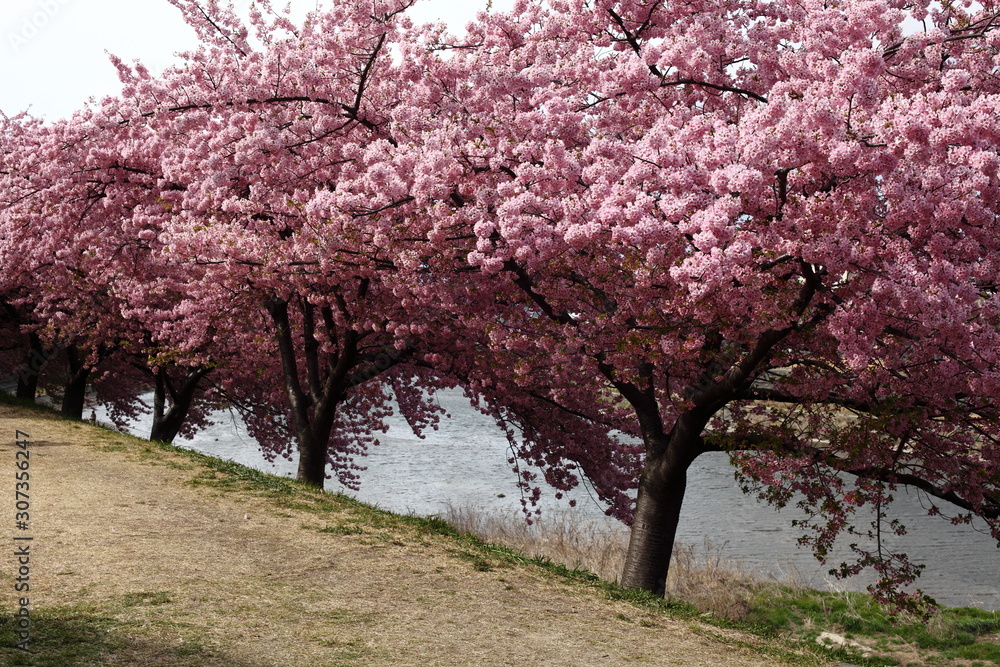 河津桜の並木 河津桜の並木