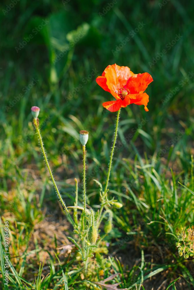 Red decorative poppy flower grows in the field or in the garden Red decorative poppy flower grows in the field or in the garden