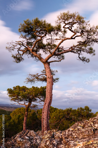 Paisaje con pinos en la montaña al atardecer. Pino negral, resinero, marítimo. Pinus pinaster. Comarca de La Valdería, León, España.