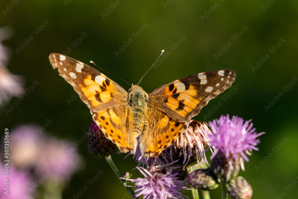 macro di una farfalla vanessa del cardo macro di una farfalla vanessa del cardo