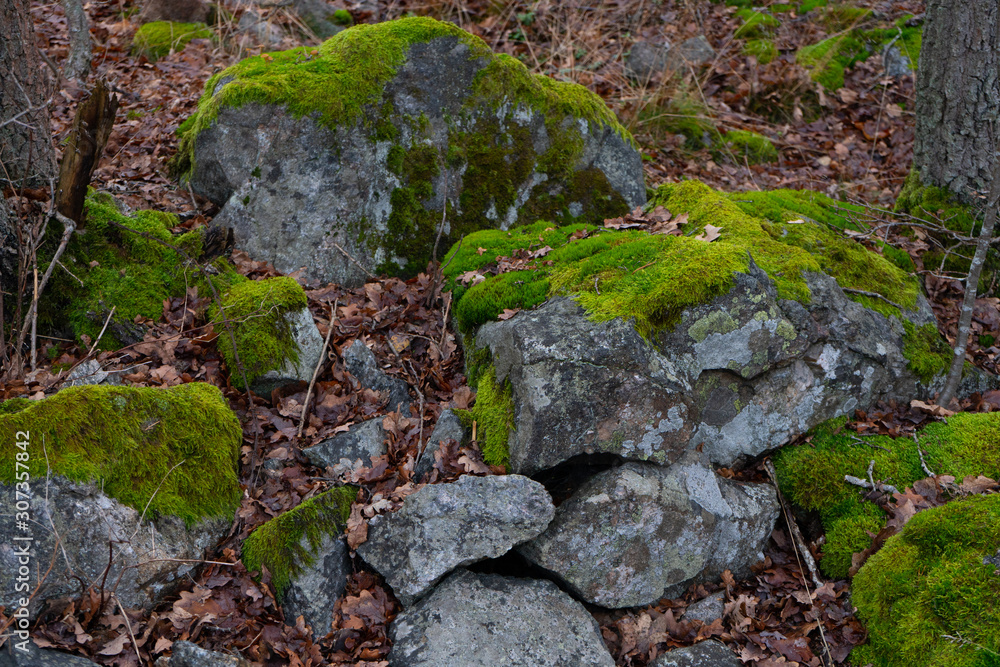 Stones with moss in scandinavian woods. Swedish nature. Background photo.