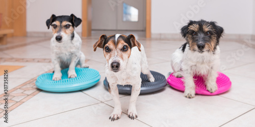 Wall Mural A group of small dogs on balance pad - Three Cute Jack Russell Terrier dogs
