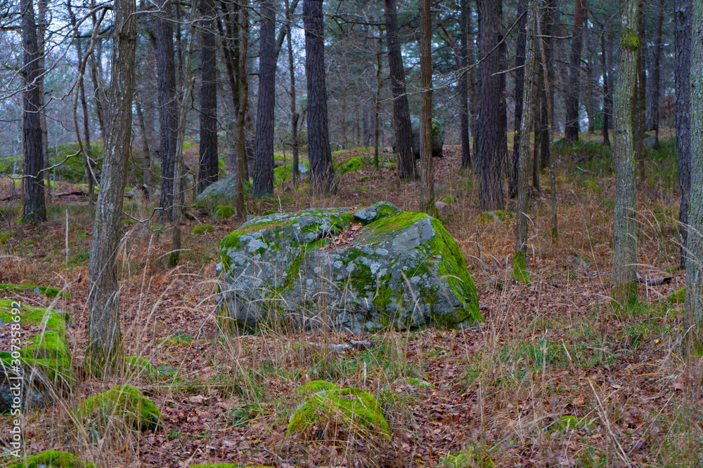Obraz premium Stone with moss in scandinavian woods. Swedish nature. Background photo.