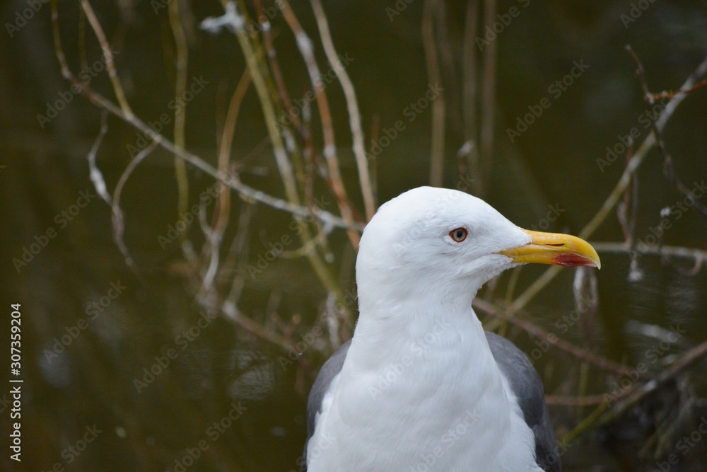 one white seagull with the yellow beak one white seagull with the yellow beak